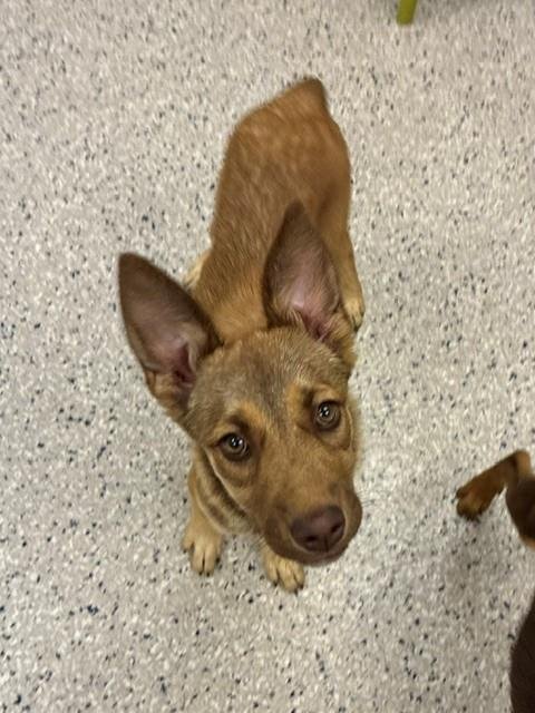 *WEAVER - German Shepherd Dog for adoption in Thornton