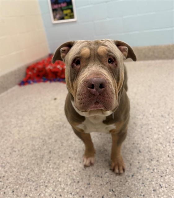 *DIESEL DUDE - American Bulldog available for adoption