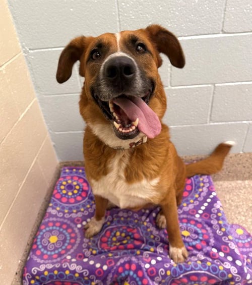 DEMI - Black Mouth Cur available for adoption