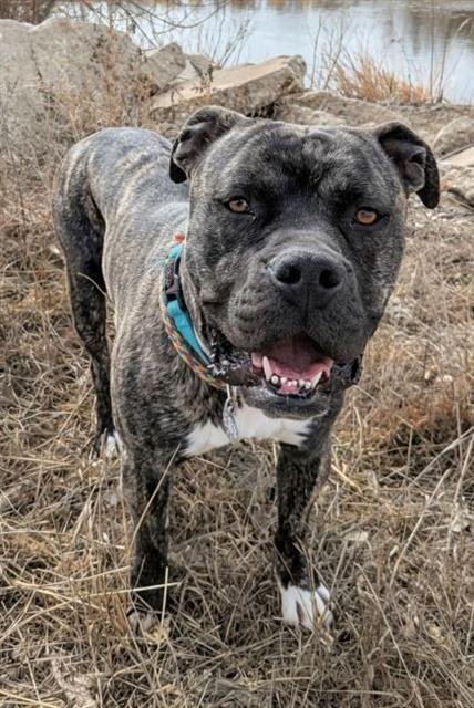 *SLINKY - Staffordshire Bull Terrier / American Bulldog available for adoption