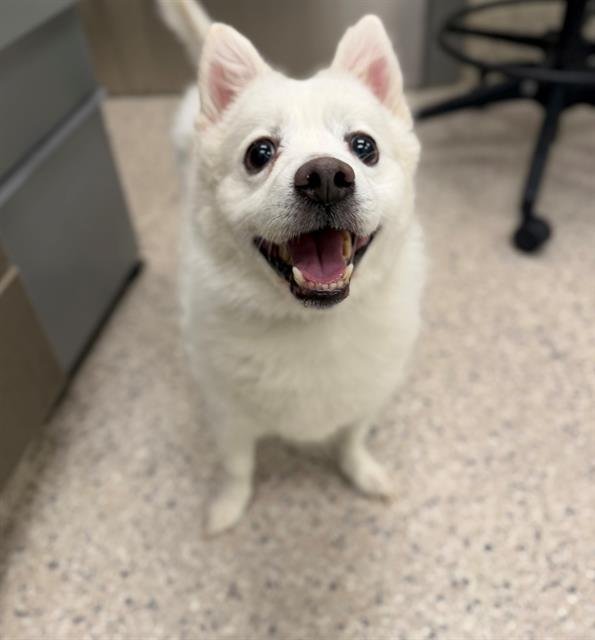*KLONDIKE - American Eskimo Dog available for adoption