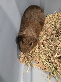 CRAIG - Photo 1