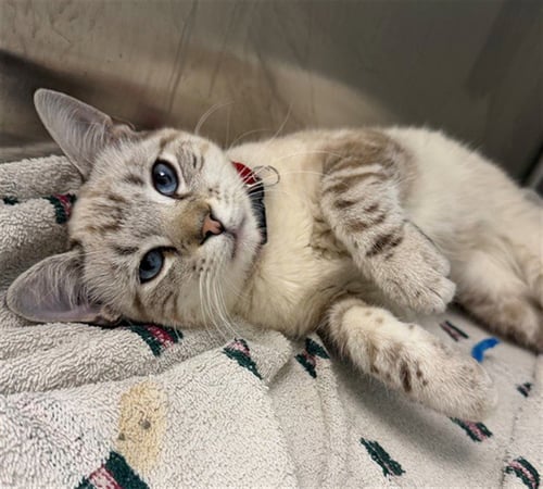 *BEE - Domestic Short Hair available for adoption