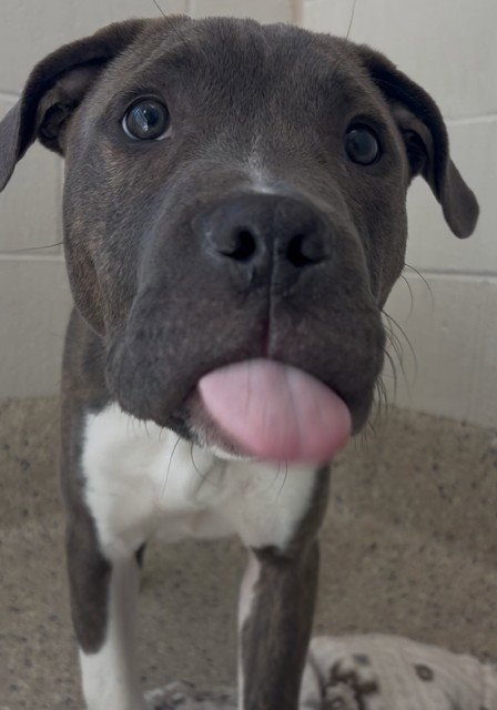 *GRIDDLE - Pit Bull Terrier available for adoption