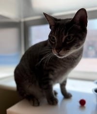 HUNDO - Photo 1