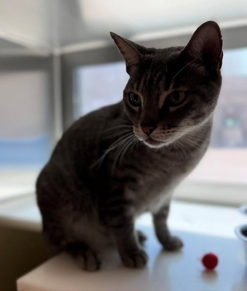 HUNDO - Domestic Short Hair for adoption in Thornton