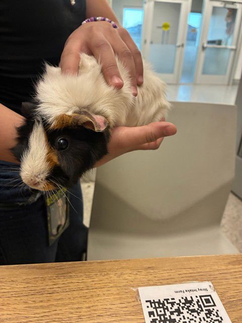BON BON - Guinea Pig available for adoption