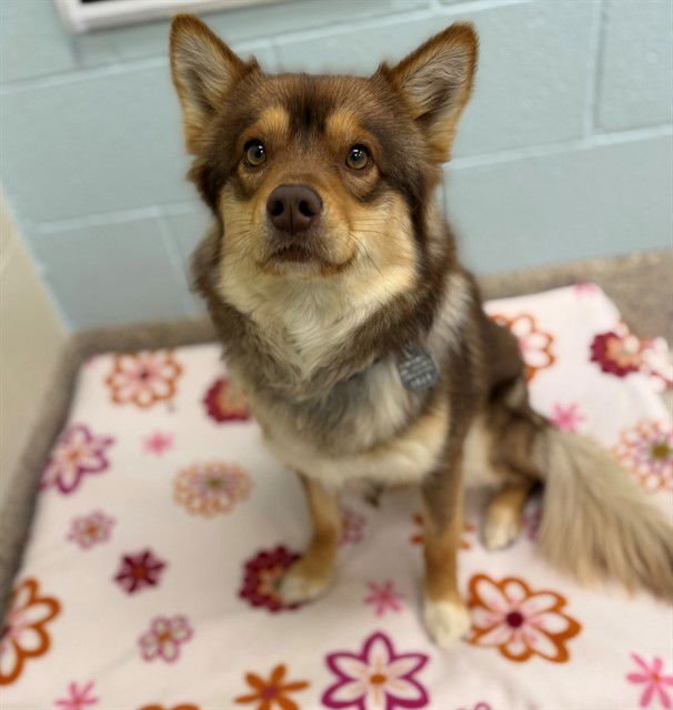 *BABY EROS - Pomeranian / Siberian Husky available for adoption