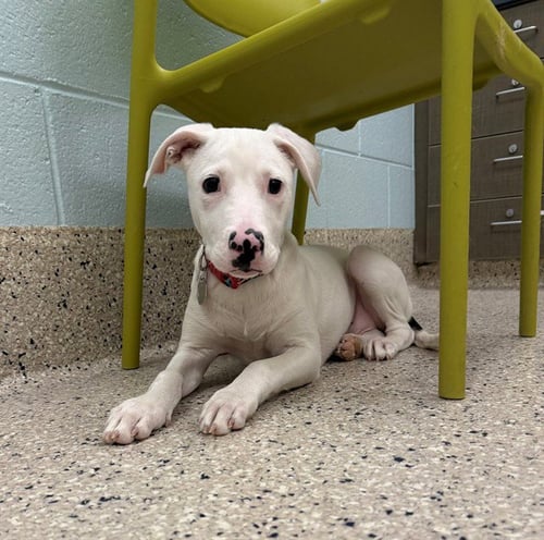 MILO - Pit Bull Terrier / Bull Terrier available for adoption