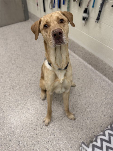 BERNIE - Labrador Retriever available for adoption