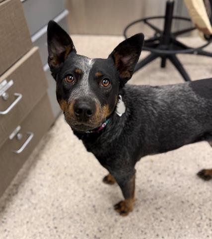*SODA POP - Australian Cattle Dog/Blue Heeler available for adoption