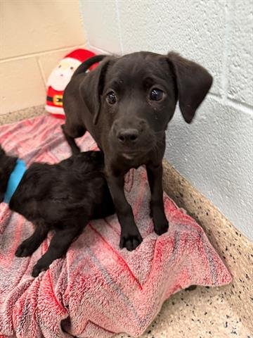 *BEANS - Labrador Retriever available for adoption