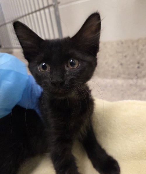 BYNXY GIRL - Domestic Long Hair available for adoption