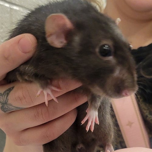 TUTU - Rat available for adoption
