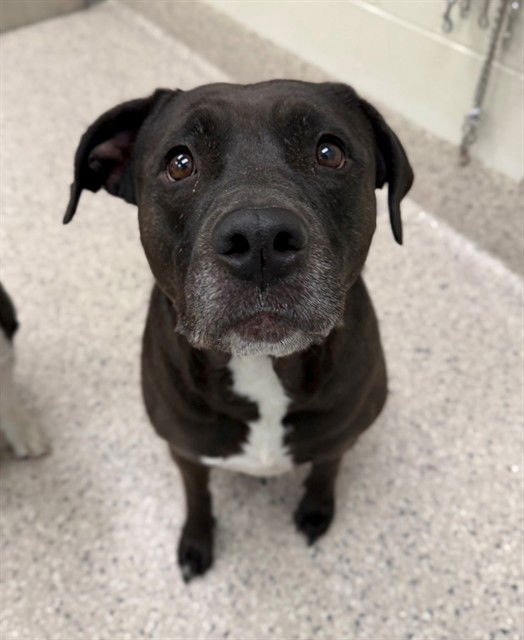 LILA - Pit Bull Terrier available for adoption