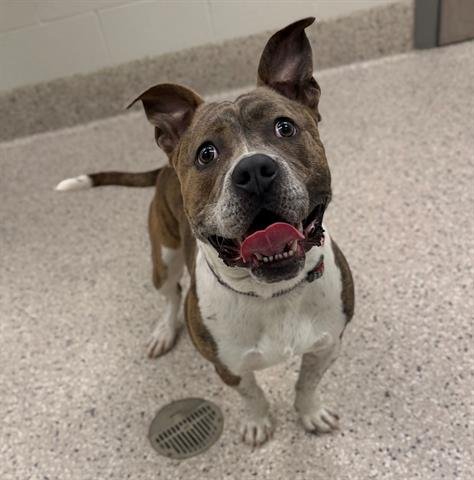 RIZZO - Pit Bull Terrier available for adoption