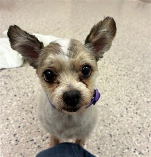 ANGEL - Papillon available for adoption