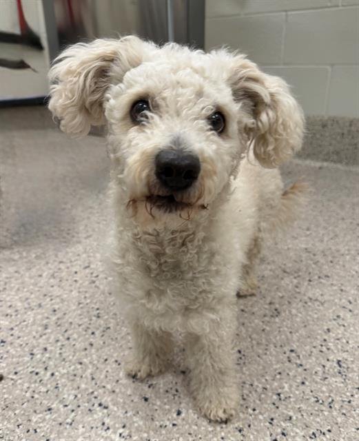 JUNIOR - Poodle (Miniature) available for adoption