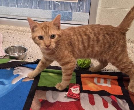 DODGER - Domestic Short Hair available for adoption