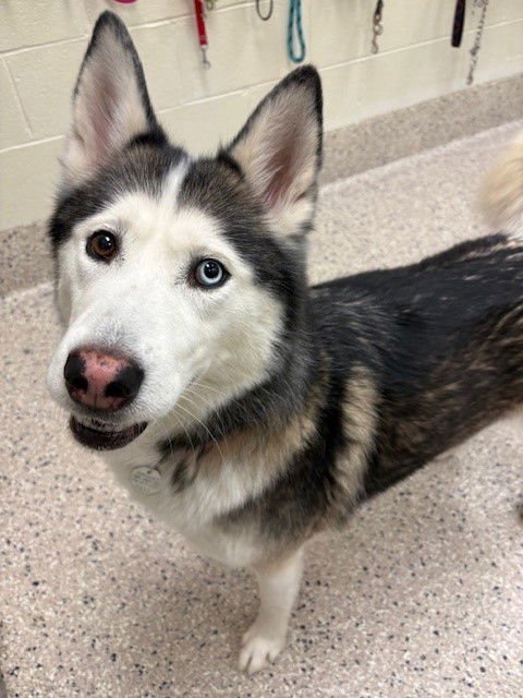 KHALEESI - Siberian Husky available for adoption