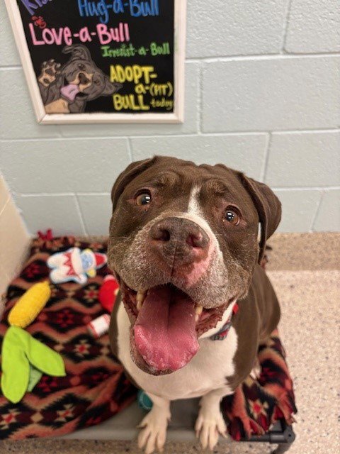 XENA - Pit Bull Terrier / Boxer available for adoption