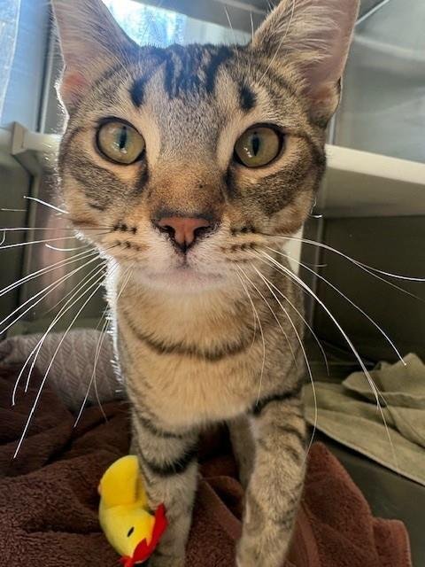 *PATRICIO - Domestic Short Hair available for adoption