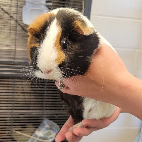 DOLLY - Guinea Pig available for adoption