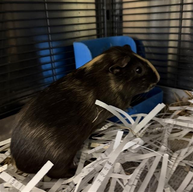 *SCRATCH - Guinea Pig available for adoption