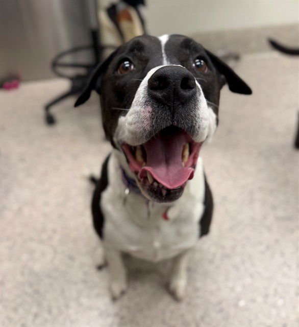 PIPER - Pit Bull Terrier available for adoption