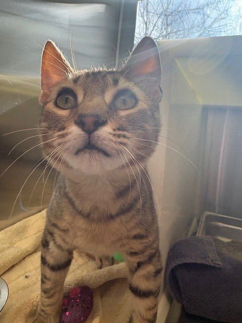 *SHERMAN - Domestic Short Hair available for adoption