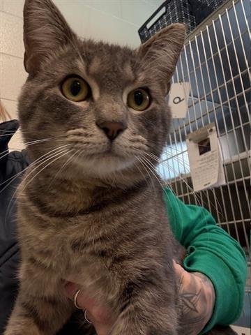 *ROCKY THE FLYING SQUIRREL - Domestic Short Hair available for adoption