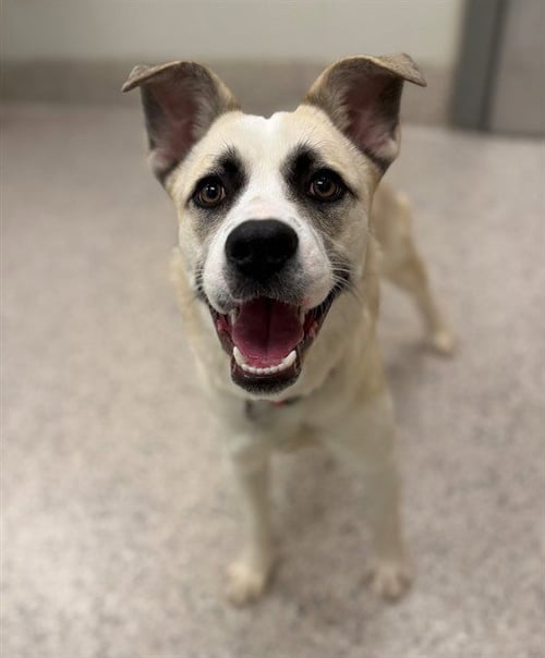 *FIFA - Siberian Husky available for adoption