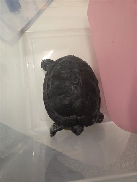 FRED - Turtle available for adoption
