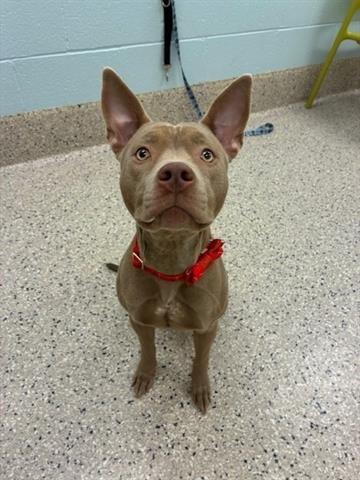 BELLA - Pit Bull Terrier available for adoption