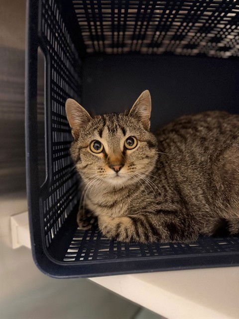 *MILKY WAY - Domestic Short Hair available for adoption