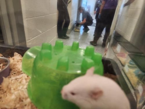 *SKITTLES - Hamster available for adoption