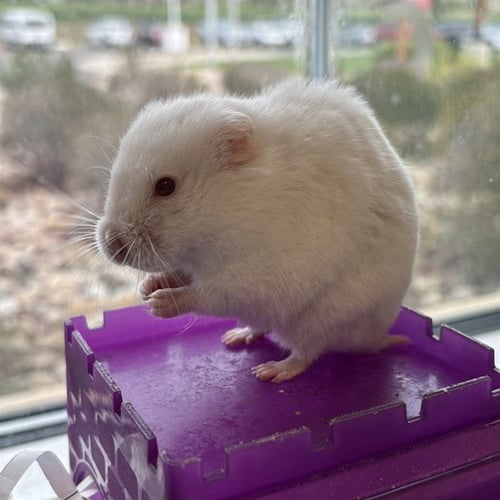 *SKITTLES - Hamster available for adoption