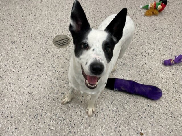 DIXIE - Australian Cattle Dog/Blue Heeler available for adoption