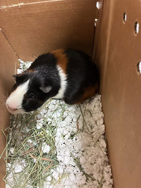 BUGSY - Guinea Pig available for adoption