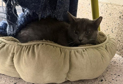 *STAR - Domestic Short Hair available for adoption