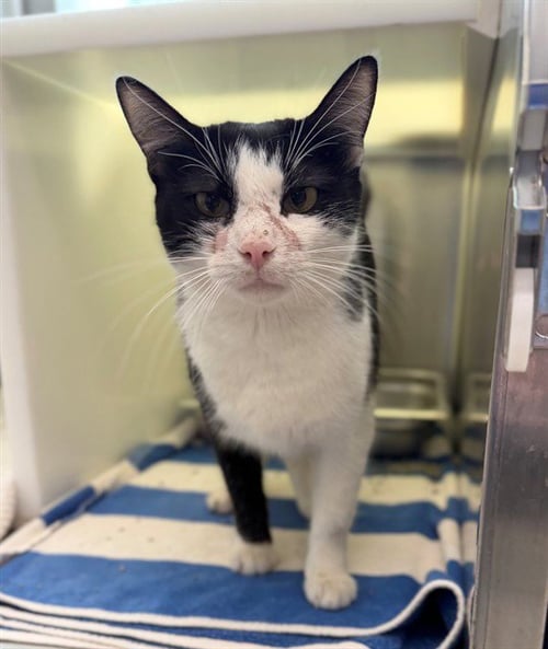 *BAILEY - Domestic Short Hair for adoption in Thornton
