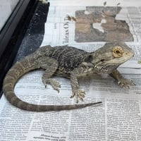 OREO - Photo 1