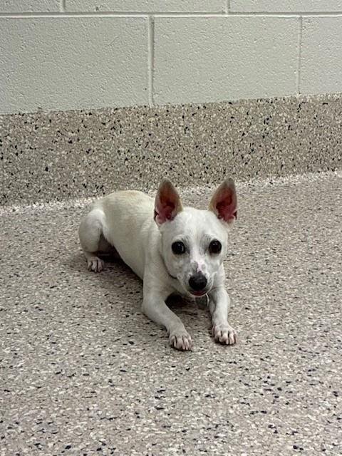 *CROMWELL - Chihuahua available for adoption