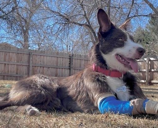 *WINN DIXIE - Terrier available for adoption