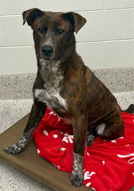 *PEPPER - Dutch Shepherd available for adoption