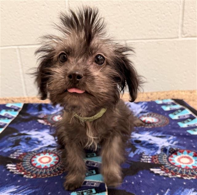 *ALFALFA - Chihuahua available for adoption