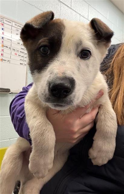 *BERNARD - Australian Cattle Dog/Blue Heeler available for adoption