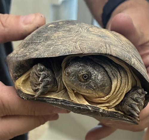 *ERLING - Turtle available for adoption
