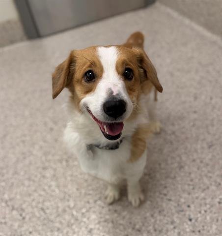 CANELA - Pembroke Welsh Corgi available for adoption