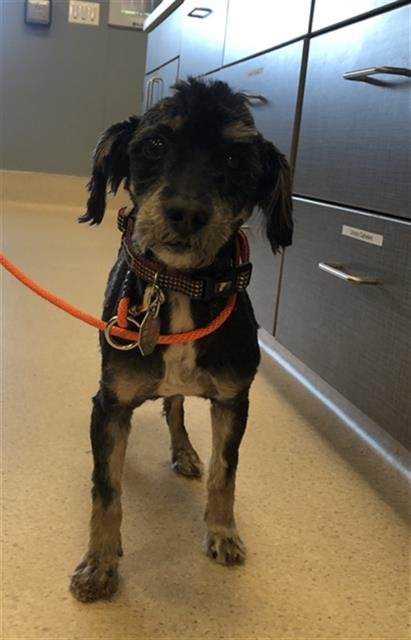 SCOOBY - Terrier available for adoption